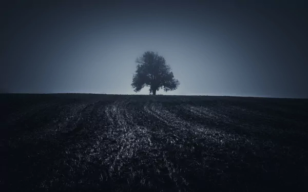 nature lonely tree field tree HD Desktop Wallpaper | Background Image