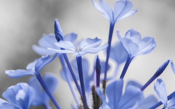 Earth Flower Flowers Nature Close-Up Blue Flower HD Wallpaper | Background Image