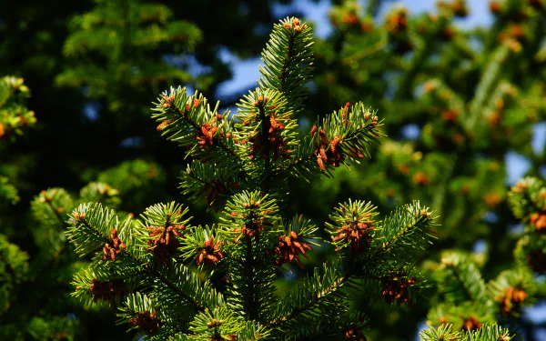 pine nature tree HD Desktop Wallpaper | Background Image