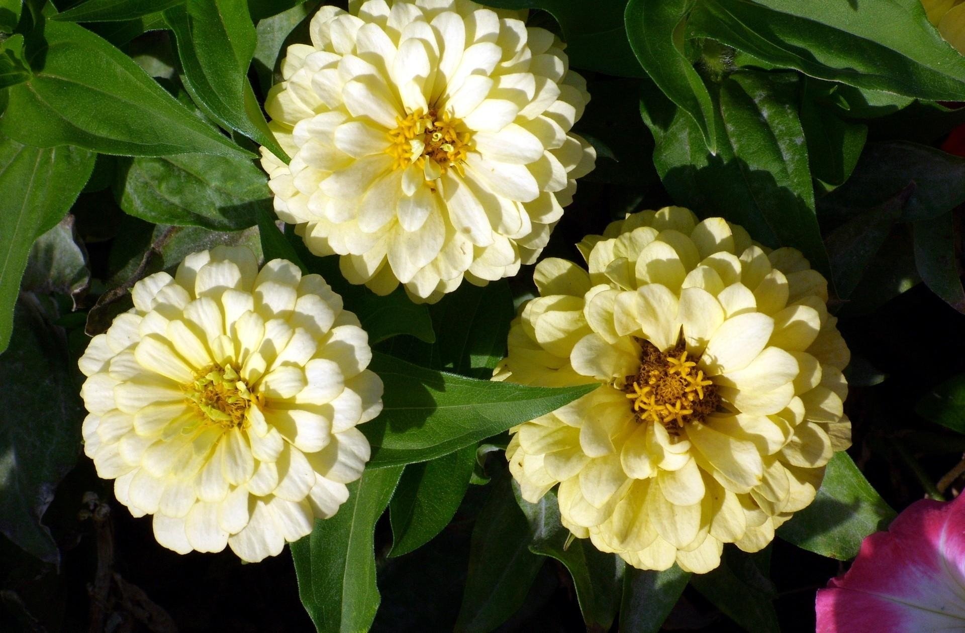 Download White Flower Zinnia Flower Nature Daisy HD Wallpaper