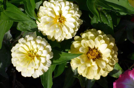  White Zinnias