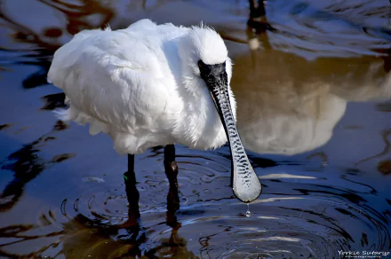 Animal spoonbill HD Desktop Wallpaper | Background Image