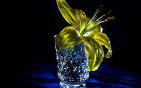 Man Made Flower Lily Glass Yellow Flower HD Wallpaper | Background Image
