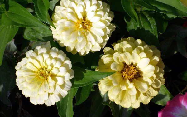 White Zinnias