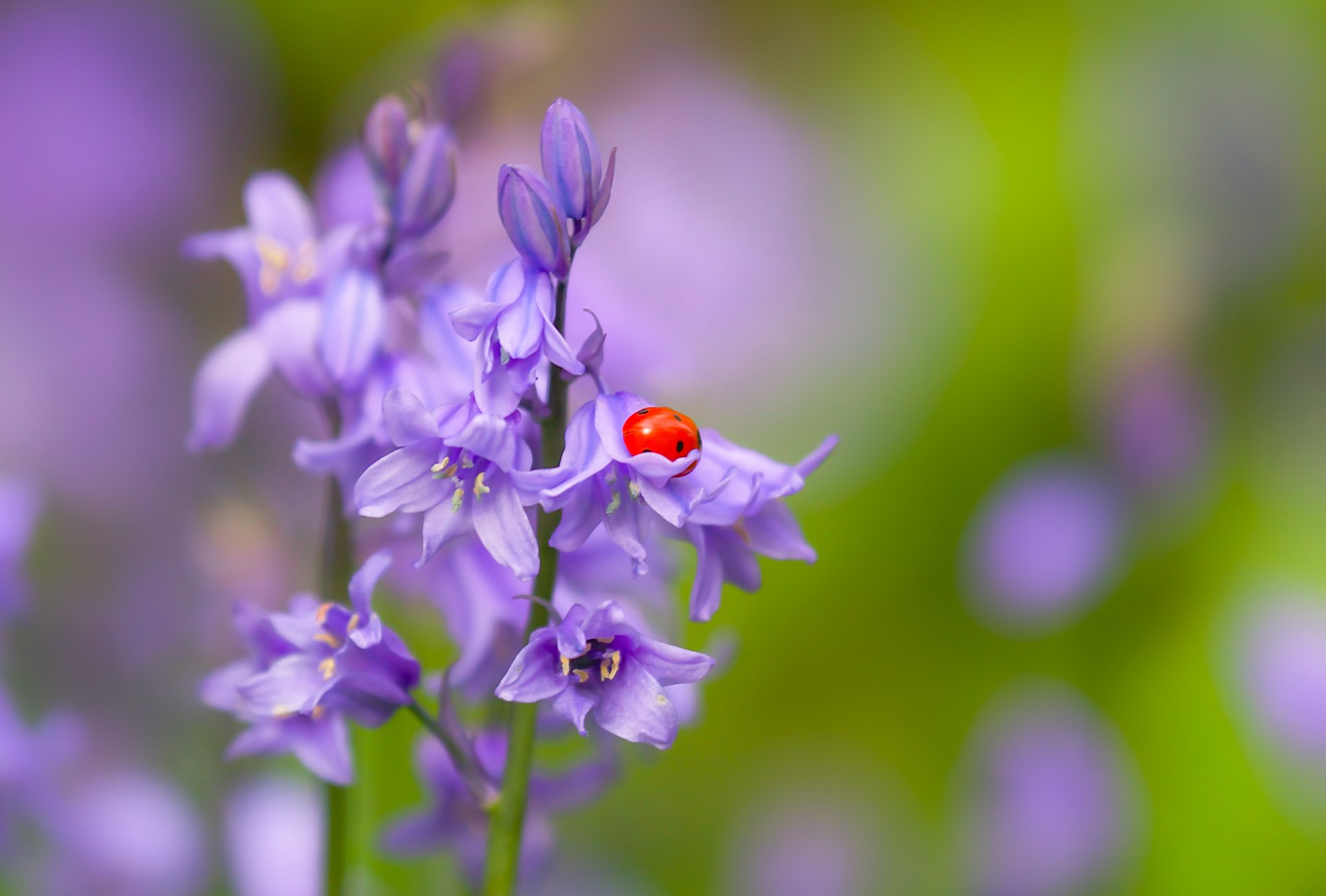 A vibrant red ladybug rests on a delicate purple bluebell flower, set against a softly blurred natural background, creating a serene nature scene.