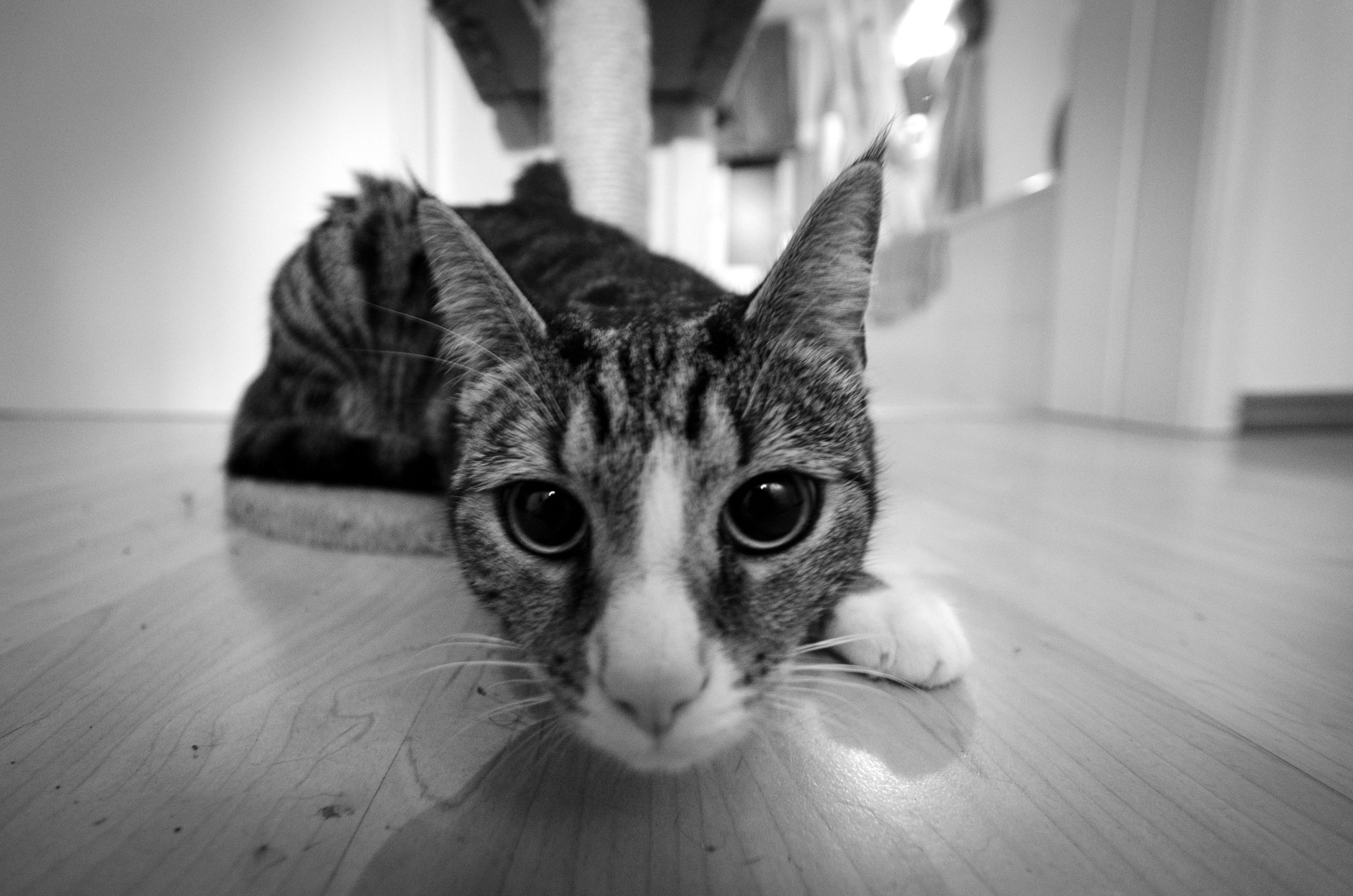 Black & white 4K Ultra HD PC desktop wallpaper: low-angle close-up of a cat (animal) with a wide, intent stare on a hardwood floor.