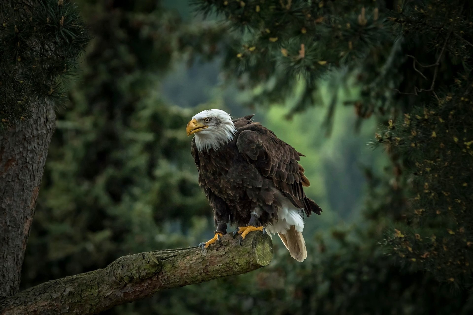A majestic bald eagle, a powerful bird of prey, perched on a tree branch against a lush green forest background. HD quality desktop wallpaper.