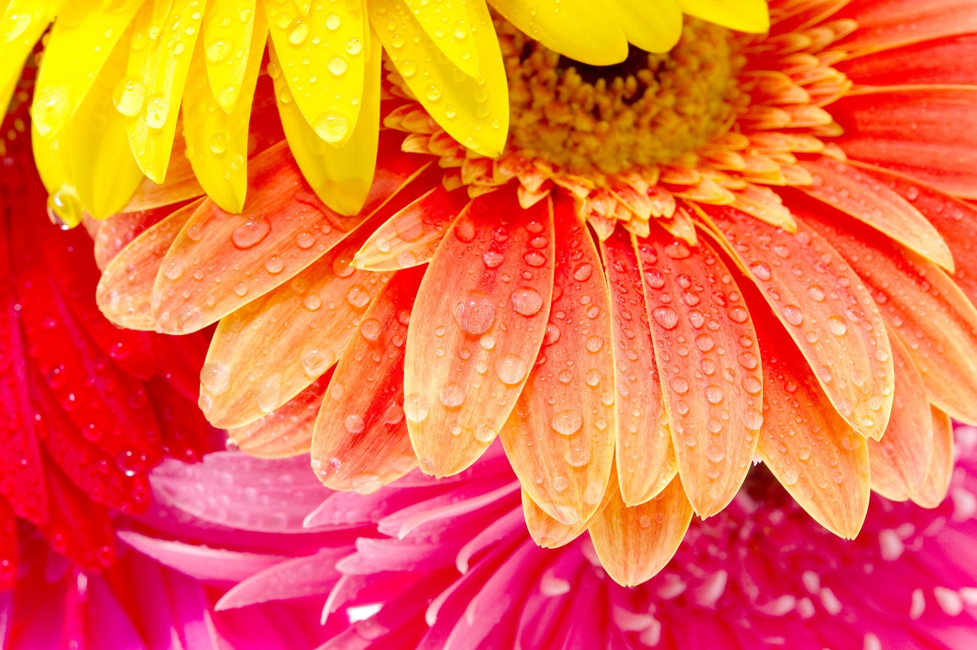 Close-up 8K Ultra HD PC desktop wallpaper of an orange gerbera with water droplets, overlapping pink and yellow petals in vivid nature detail.