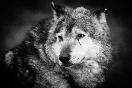 Black-and-white 5K Ultra HD PC desktop wallpaper: close portrait of a contemplative wolf with detailed fur and soft lighting against a dark background.