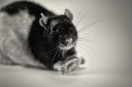 Close-up black and white 4K Ultra HD image of a rat, highlighting the detailed features of this small rodent against a soft background.