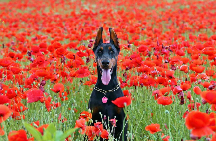 A vibrant field of red poppies showcases a playful Doberman Pinscher, creating a striking contrast between the dog's sleek black coat and the colorful flowers.