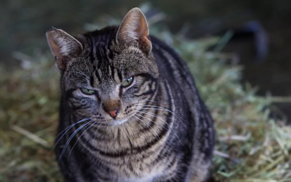  Cat: - And just what part of "I'm the boss" you don't get?