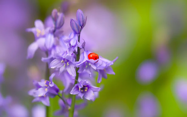 purple flower blur insect nature flower bluebell Animal ladybug HD Desktop Wallpaper | Background Image