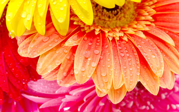orange flower water drop close-up nature flower gerbera HD Desktop Wallpaper | Background Image