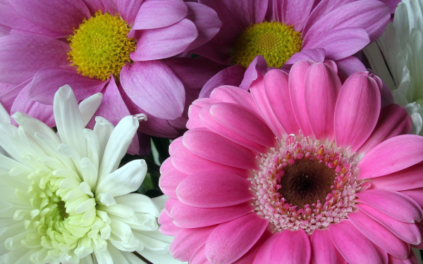 Nature Flower Flowers Spring Colorful Pink Flower White Flower HD Wallpaper | Background Image