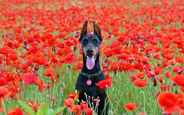 A vibrant field of red poppies showcases a playful Doberman Pinscher, creating a striking contrast between the dog's sleek black coat and the colorful flowers.