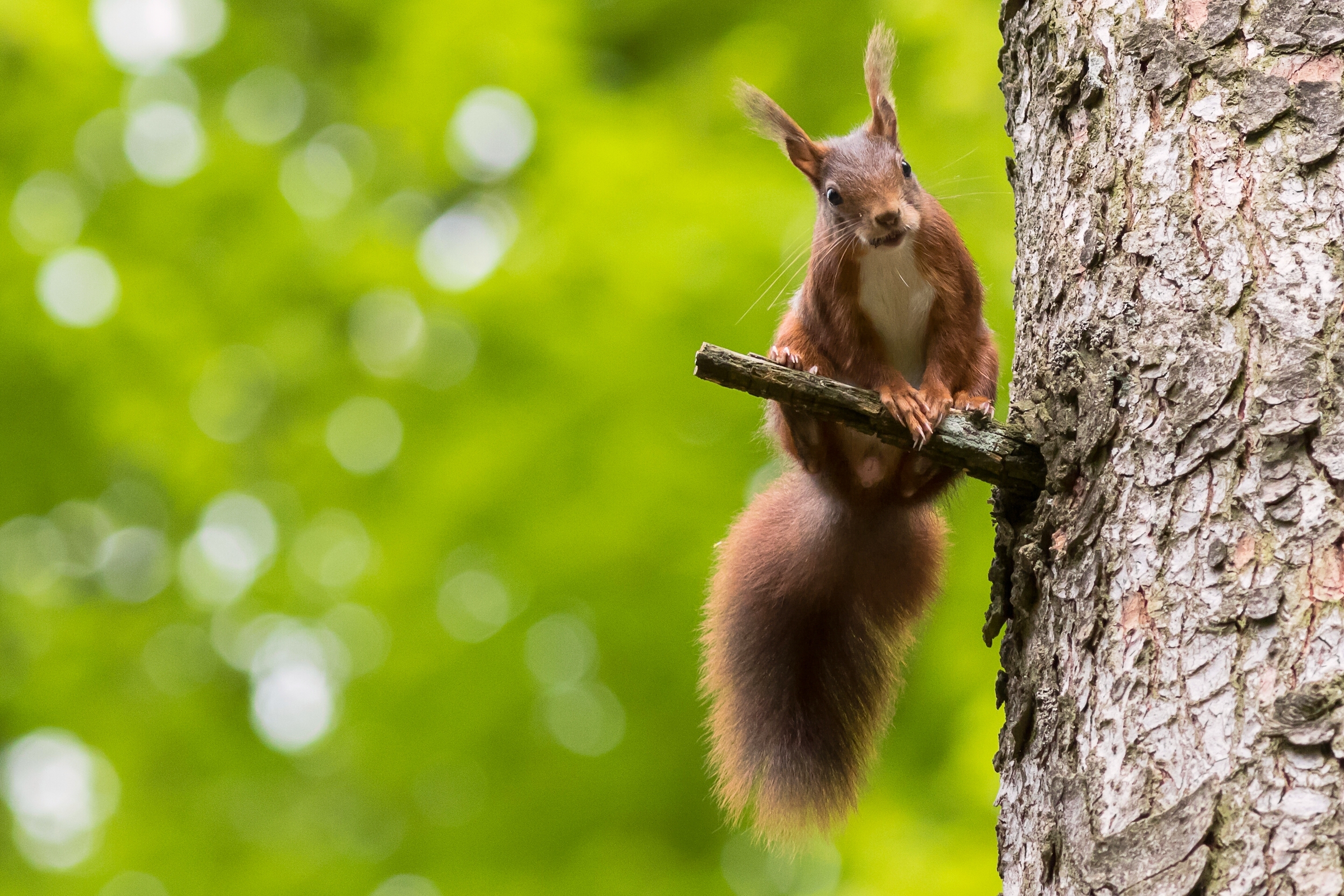 Download Bokeh Rodent Animal Squirrel HD Wallpaper