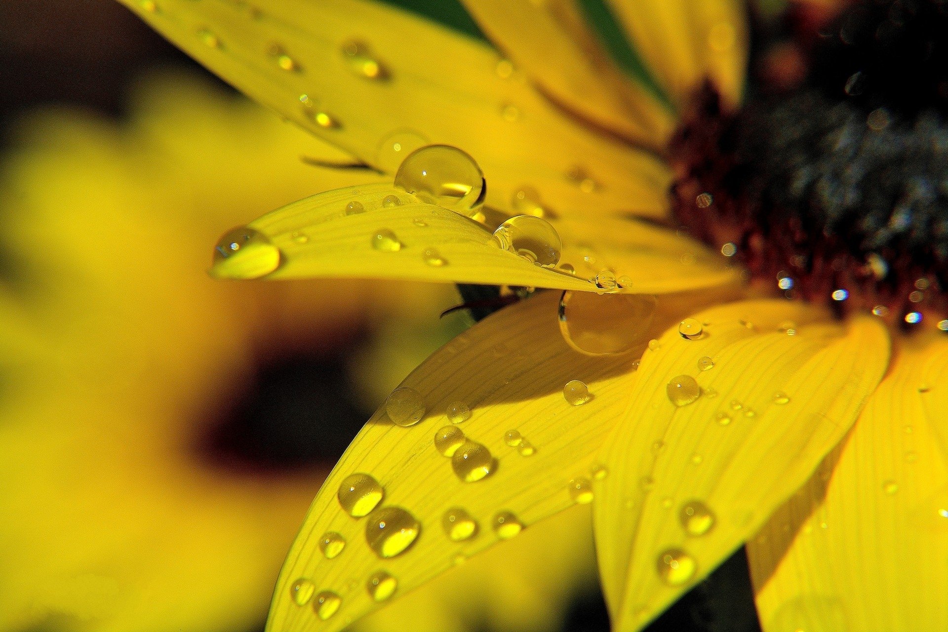 HD PC desktop wallpaper: macro close-up of a yellow flower petal with dew droplets, nature background