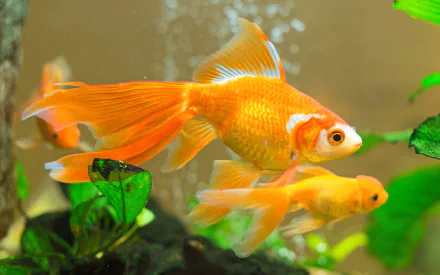 A vibrant goldfish swims gracefully in an aquarium filled with lush green plants, captured in stunning HD detail. This image makes an eye-catching desktop wallpaper.