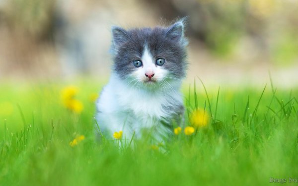 Animal Cat Cats Kitten Fluffy Cute HD Wallpaper | Background Image