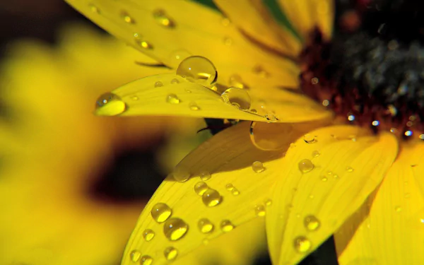 HD PC desktop wallpaper: macro close-up of a yellow flower petal with dew droplets, nature background