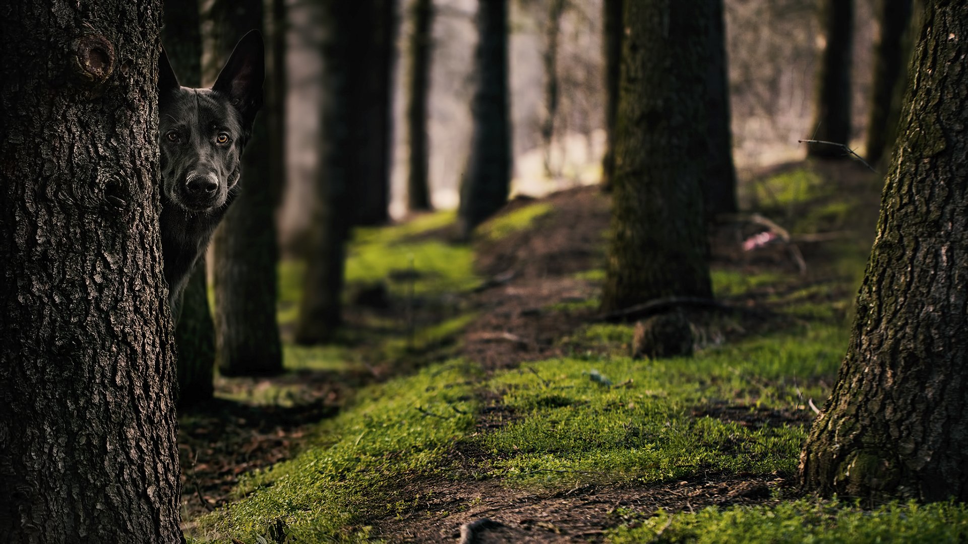 A German Shepherd peeks from behind a tree in a serene forest, surrounded by lush green moss and tall trees, creating a captivating HD desktop wallpaper.