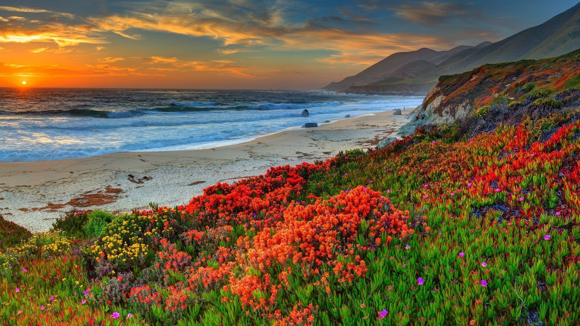 Download Horizon Sunset Sea Ocean Flower Nature Coastline HD Wallpaper ...