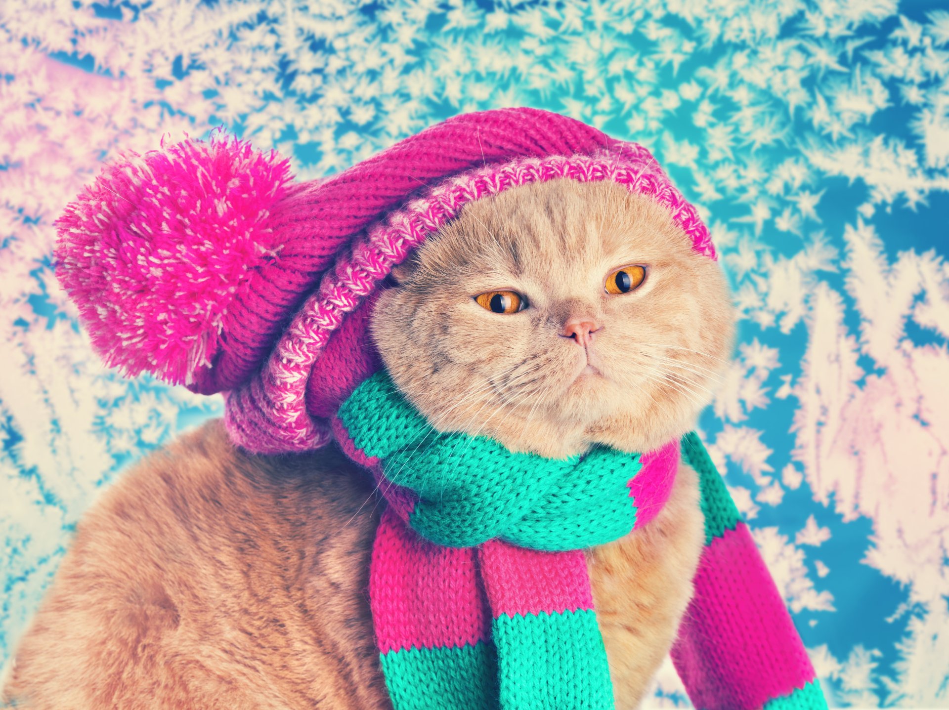 4K Ultra HD PC desktop background of a cream cat wearing a pink knit hat and turquoise-and-pink scarf against a snowy blue backdrop.