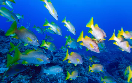 reef sea underwater Animal fish HD Desktop Wallpaper | Background Image
