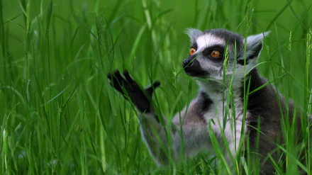 grass Ring-tailed lemur Animal lemur HD Desktop Wallpaper | Background Image