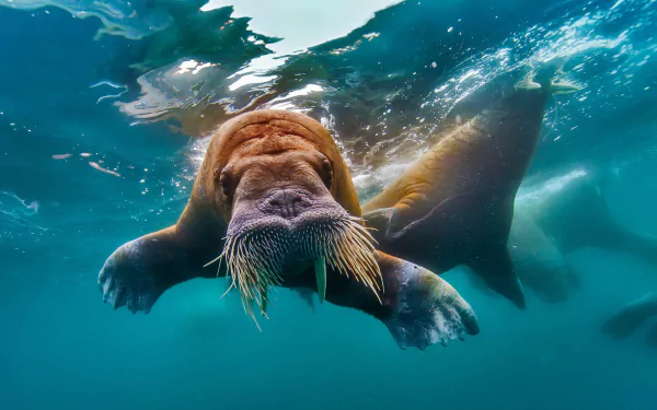 water sea Animal walrus HD Desktop Wallpaper | Background Image