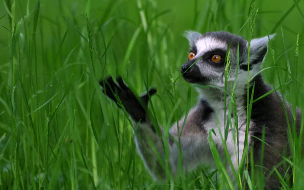 grass Ring-tailed lemur Animal lemur HD Desktop Wallpaper | Background Image