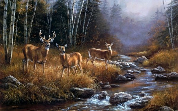 Animal Deer Stag Stream Fall Wildlife HD Wallpaper | Background Image