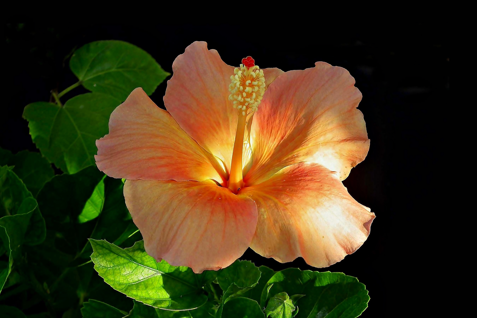 Beautiful Hibiscus HD Wallpaper Background Image