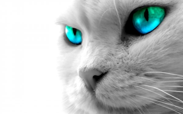 Animales Gato Gatos Pet Fondo de pantalla HD | Fondo de Escritorio