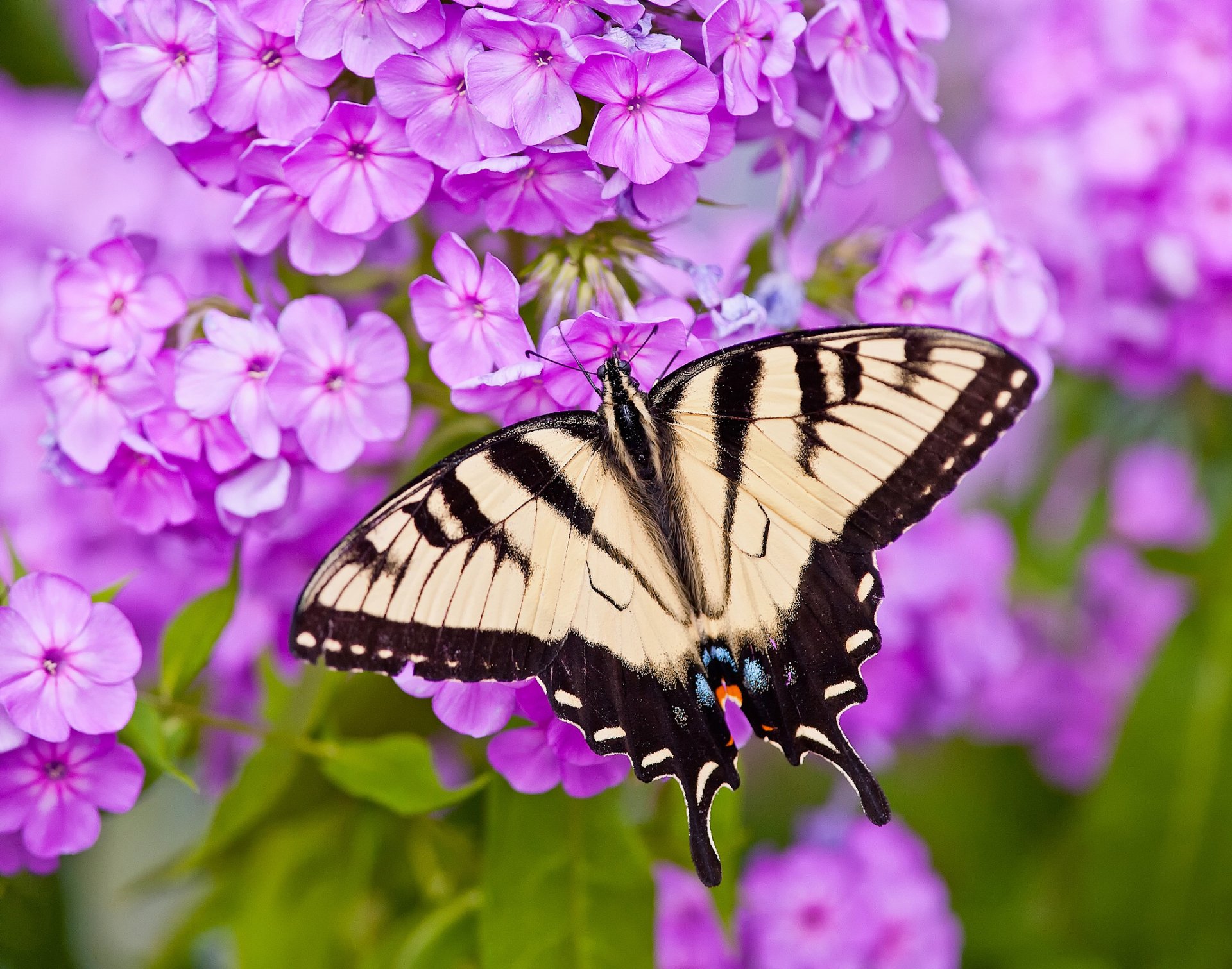 Download Pink Flower Close-up Flower Phlox Animal Butterfly HD Wallpaper