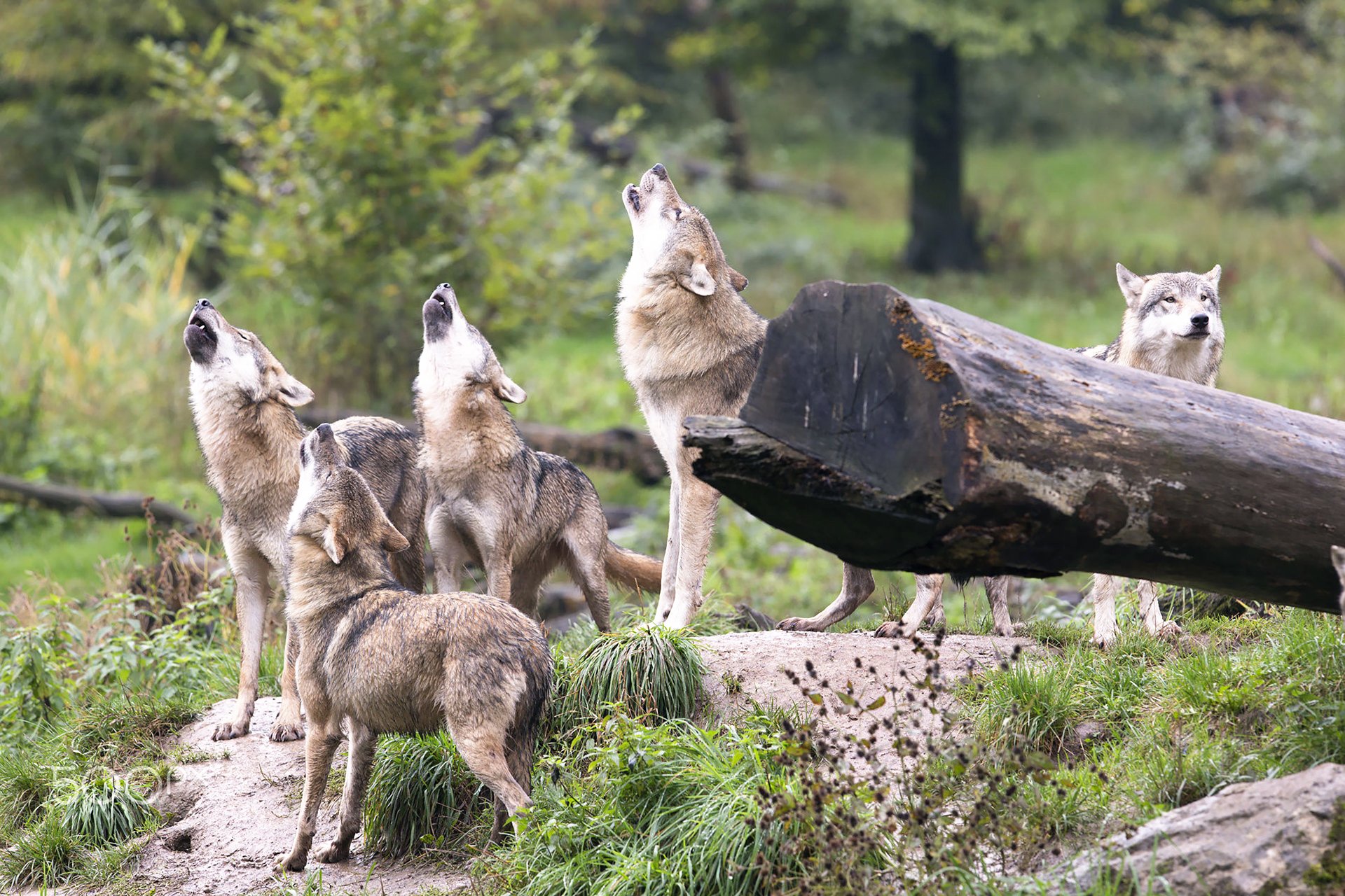 HD desktop wallpaper featuring a pack of wolves howling together in a lush, green forest setting.