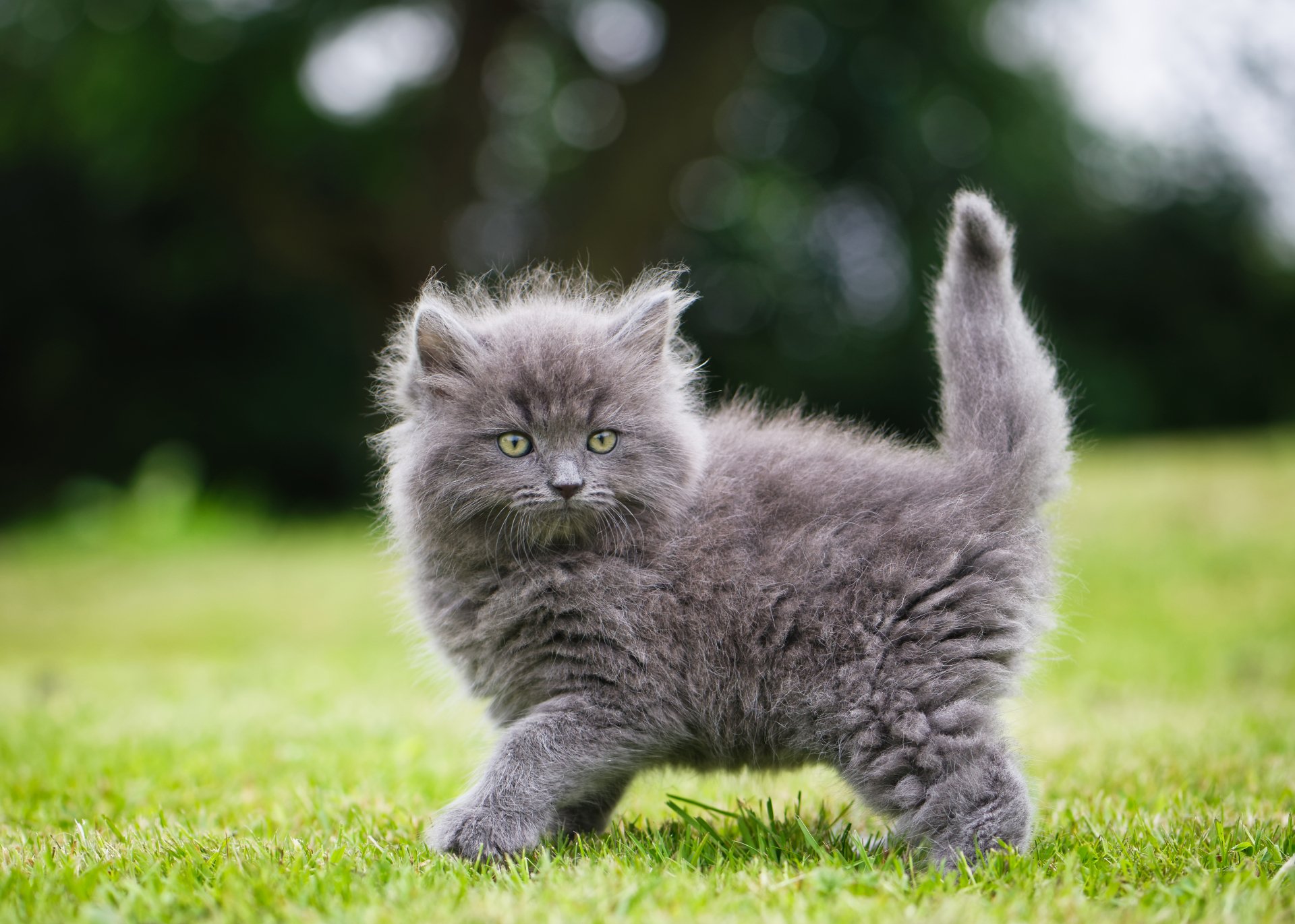 Fluffy gray kitten with green eyes stands on grass against a soft bokeh background in this 4K Ultra HD desktop wallpaper of a baby animal cat.