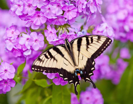 pink flower close-up flower phlox Animal butterfly HD Desktop Wallpaper | Background Image