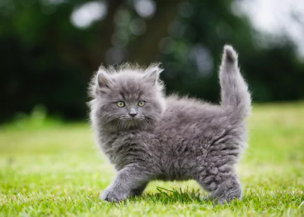 Fluffy gray kitten with green eyes stands on grass against a soft bokeh background in this 4K Ultra HD desktop wallpaper of a baby animal cat.
