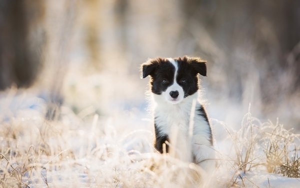 Animal Border Collie Dogs Dog Puppy Baby Animal Sunny Blur HD Wallpaper | Background Image