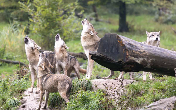 HD desktop wallpaper featuring a pack of wolves howling together in a lush, green forest setting.