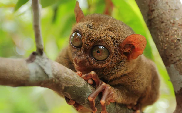  Philippine Tarsier