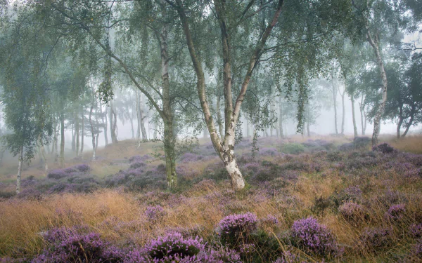 Foggy forest scene featuring birch trees amidst vibrant purple flowers, creating a serene natural atmosphere. A stunning HD wallpaper capturing the essence of nature.