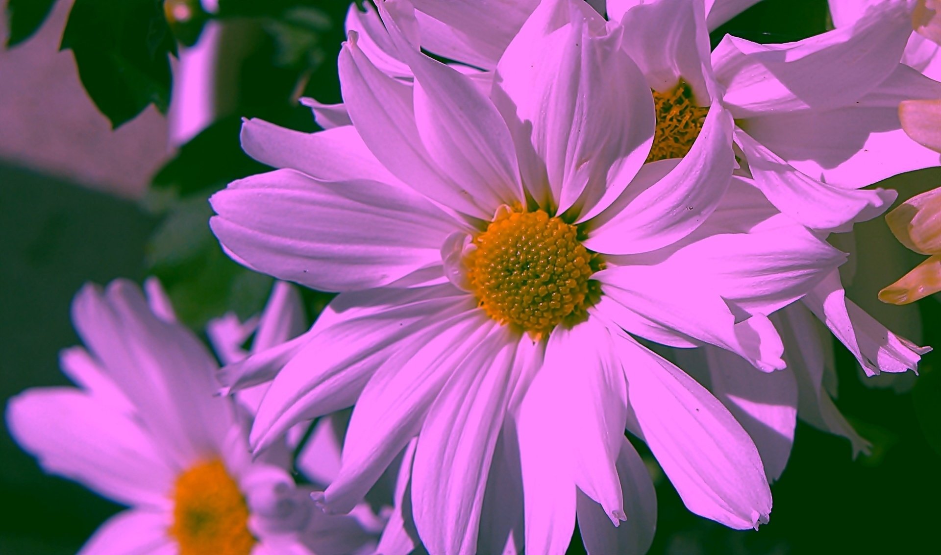 Download Purple Flower Flower Nature Daisy HD Wallpaper