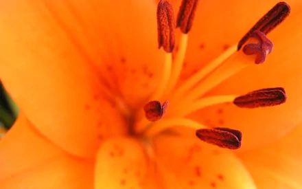 Close-up HD desktop wallpaper of a vibrant orange daylily flower showcasing its detailed stamens and natural beauty.