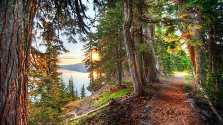 A serene forest path lined with tall green trees, leading towards a tranquil body of water illuminated by the warm glow of sunset, surrounded by nature's beauty.