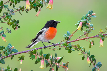branch bird Animal robin HD Desktop Wallpaper | Background Image