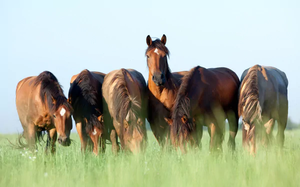 A group of horses grazing in a green meadow under a clear sky, captured in stunning detail for an 8K Ultra HD PC desktop wallpaper.