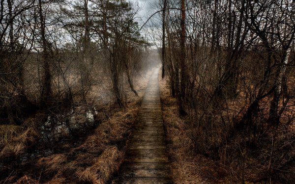 Hecho por el hombre Paseo Camino Niebla Bosque Naturaleza Fondo de pantalla HD | Fondo de Escritorio
